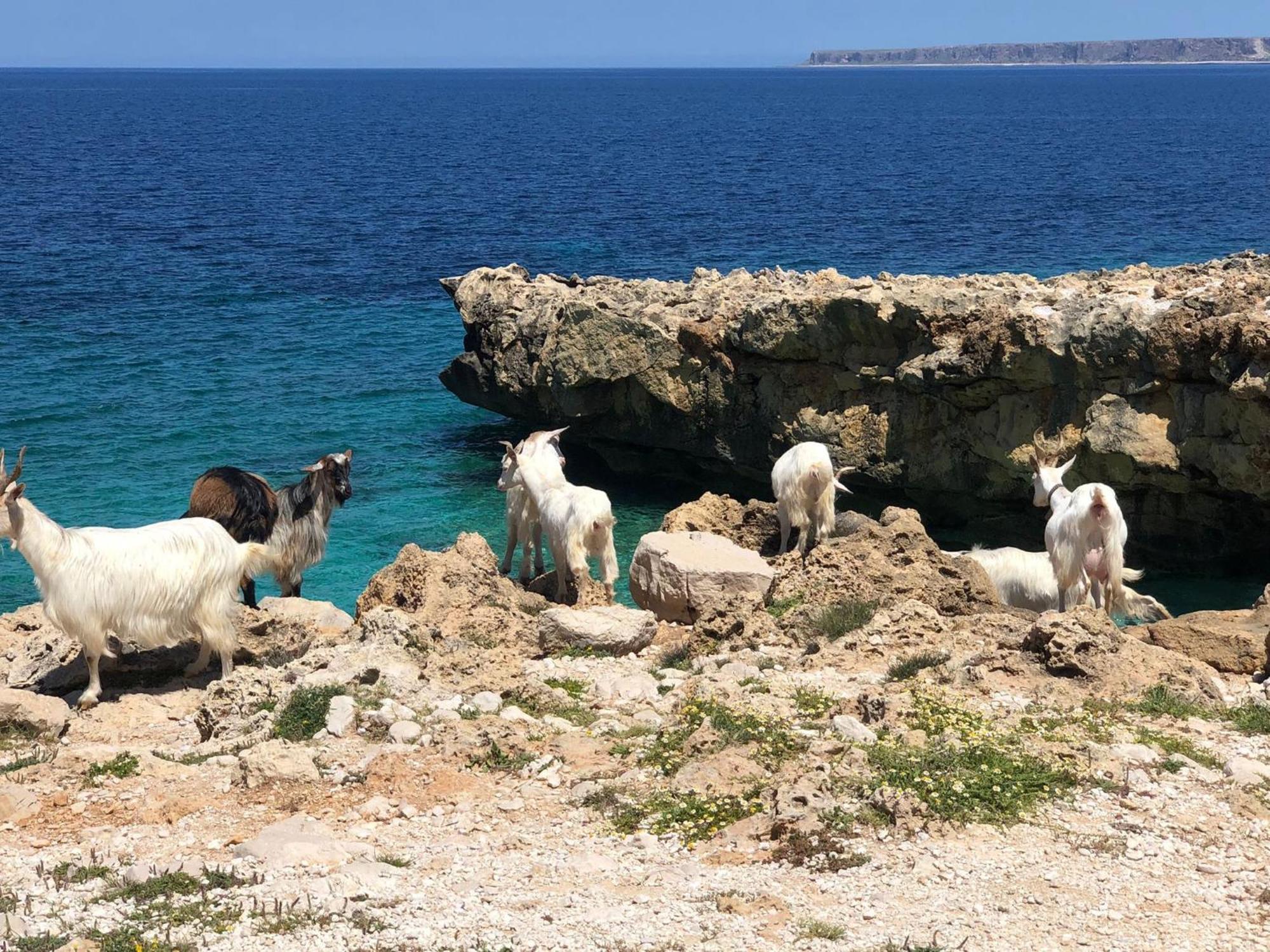 L'Oasi Una Pineta Sul Mare Custonaci Exterior foto